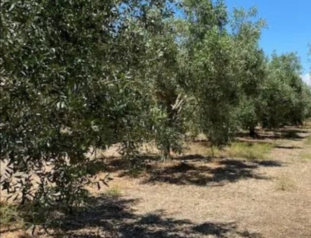 Αγγελία 210726214146, Φωτογραφία 0, Πολείται Αγροτεμάχιο &nbsp; Νεάπολης &nbsp; Αγρινίου &nbsp;/Αιτωλοακαρνανίας/. Ακίνητα προς πώληση.