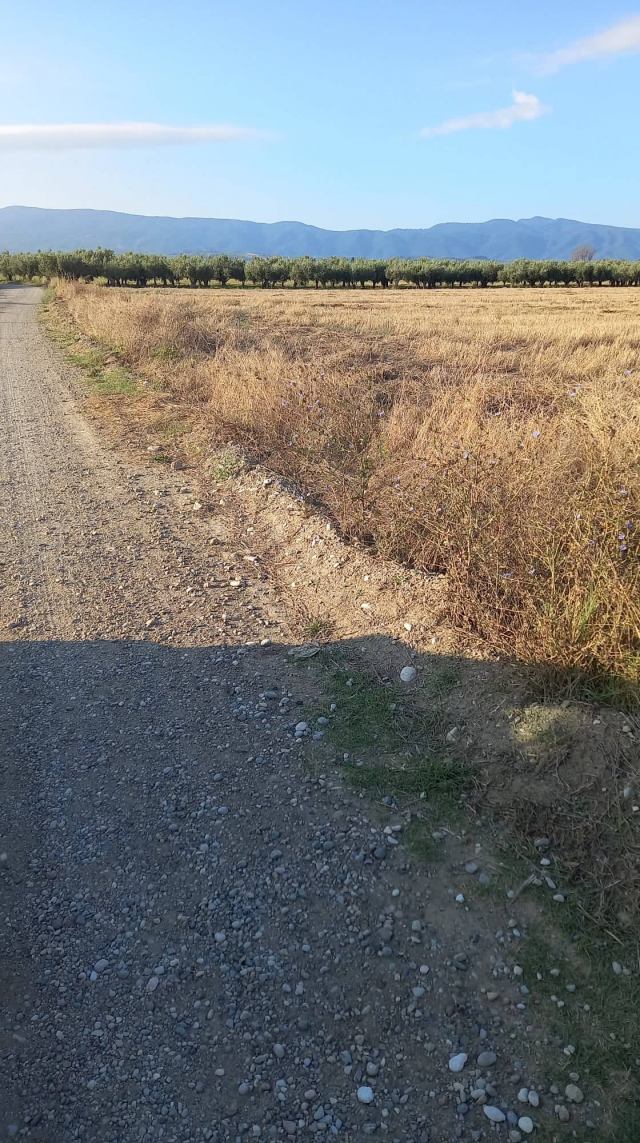 Αγγελία 221107211643, Φωτογραφία 1, Αγροτεμάχιο &nbsp; Νεοχωρι &nbsp; Ιστιαίας &nbsp;/Εύβοιας/ προς πώληση