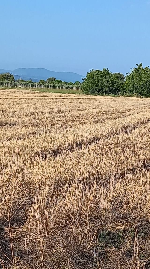 Αγγελία 221107211643, Φωτογραφία 2, Αγροτεμάχιο &nbsp; Νεοχωρι &nbsp; Ιστιαίας &nbsp;/Εύβοιας/ προς πώληση