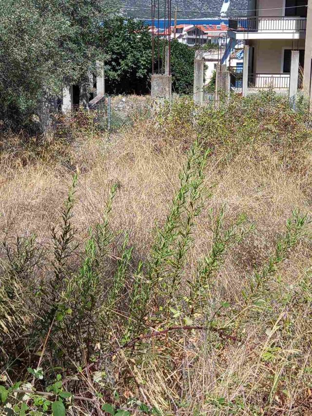 Αγγελία 230312100958, Φωτογραφία 1, Οικόπεδο &nbsp; Παραλία Τυρού &nbsp; Τύρου &nbsp;/Αρκαδίας/ προς πώληση