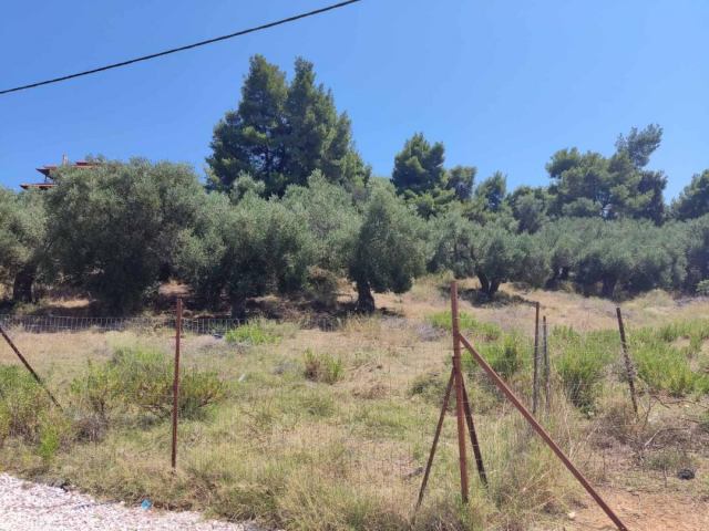 Αγγελία 221018213755, Φωτογραφία 0, Πολείται Αγροτεμάχιο &nbsp; Παλιούρι &nbsp; Παλλήνης &nbsp;/Χαλκιδικής/. Ακίνητα προς πώληση.