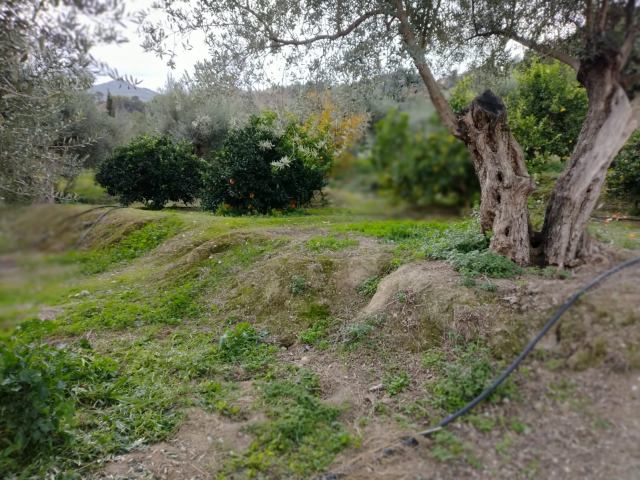 Αγγελία 221206101555, Φωτογραφία 0, Πολείται Αγροτεμάχιο &nbsp; Μεντουριάνικα &nbsp; Ευρωστίνης &nbsp;/Κορινθίας/. Ακίνητα προς πώληση.