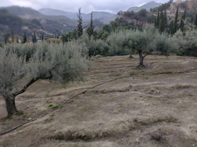 Αγγελία 221206101555, Φωτογραφία 1, Αγροτεμάχιο &nbsp; Μεντουριάνικα &nbsp; Ευρωστίνης &nbsp;/Κορινθίας/ προς πώληση